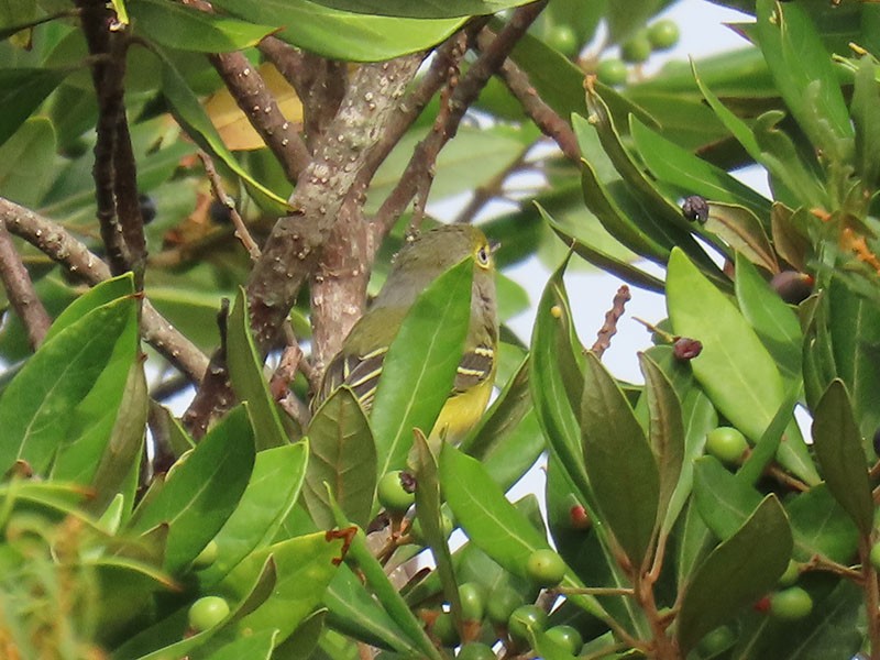 White-eyed Vireo - ML642071359