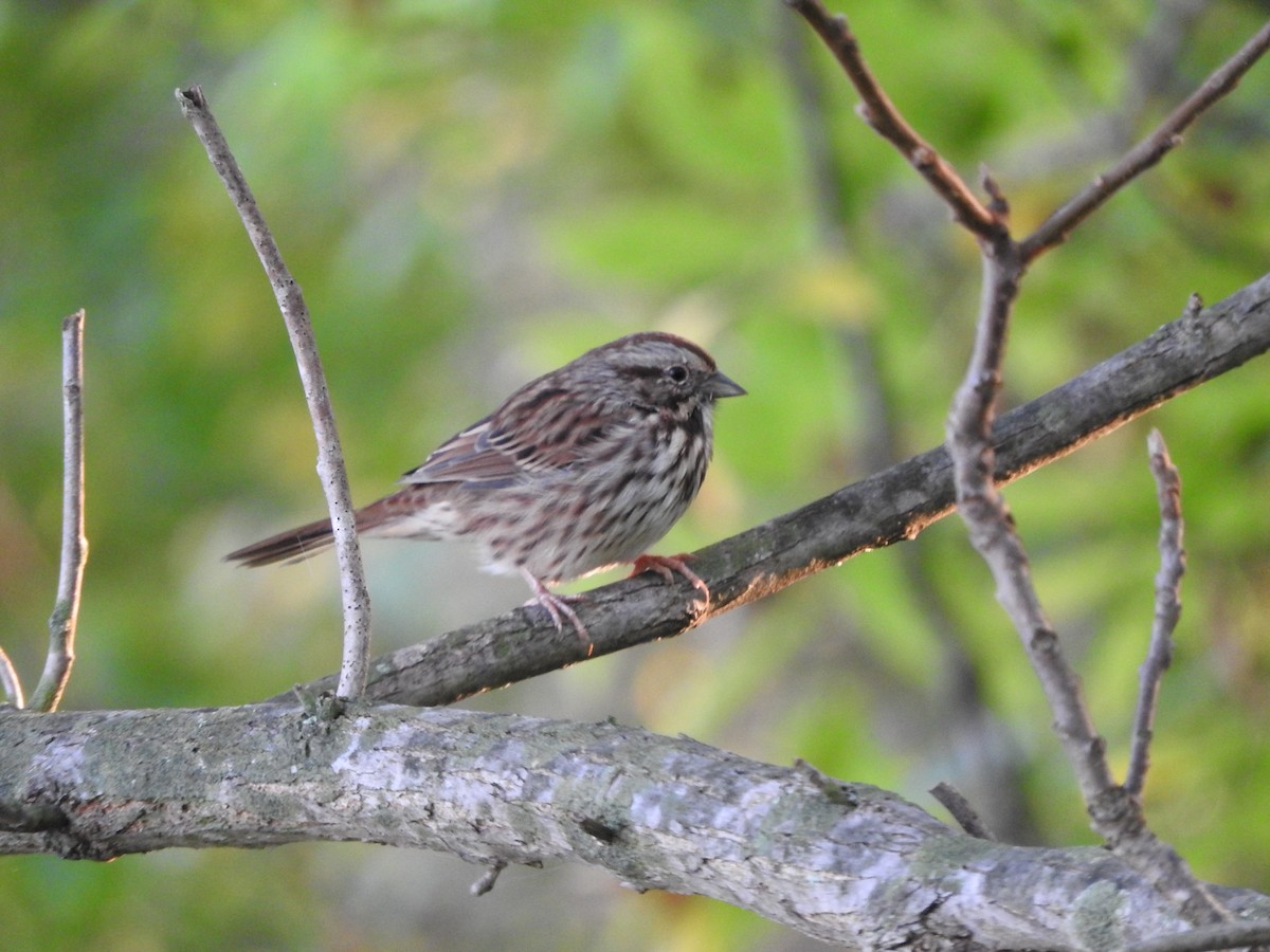 Song Sparrow - ML642071360