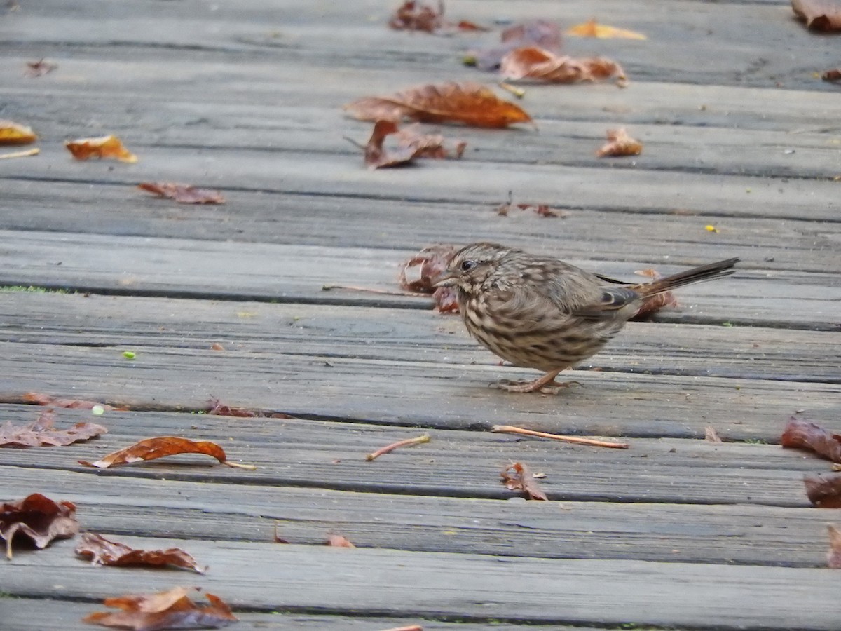 Song Sparrow - ML642071361