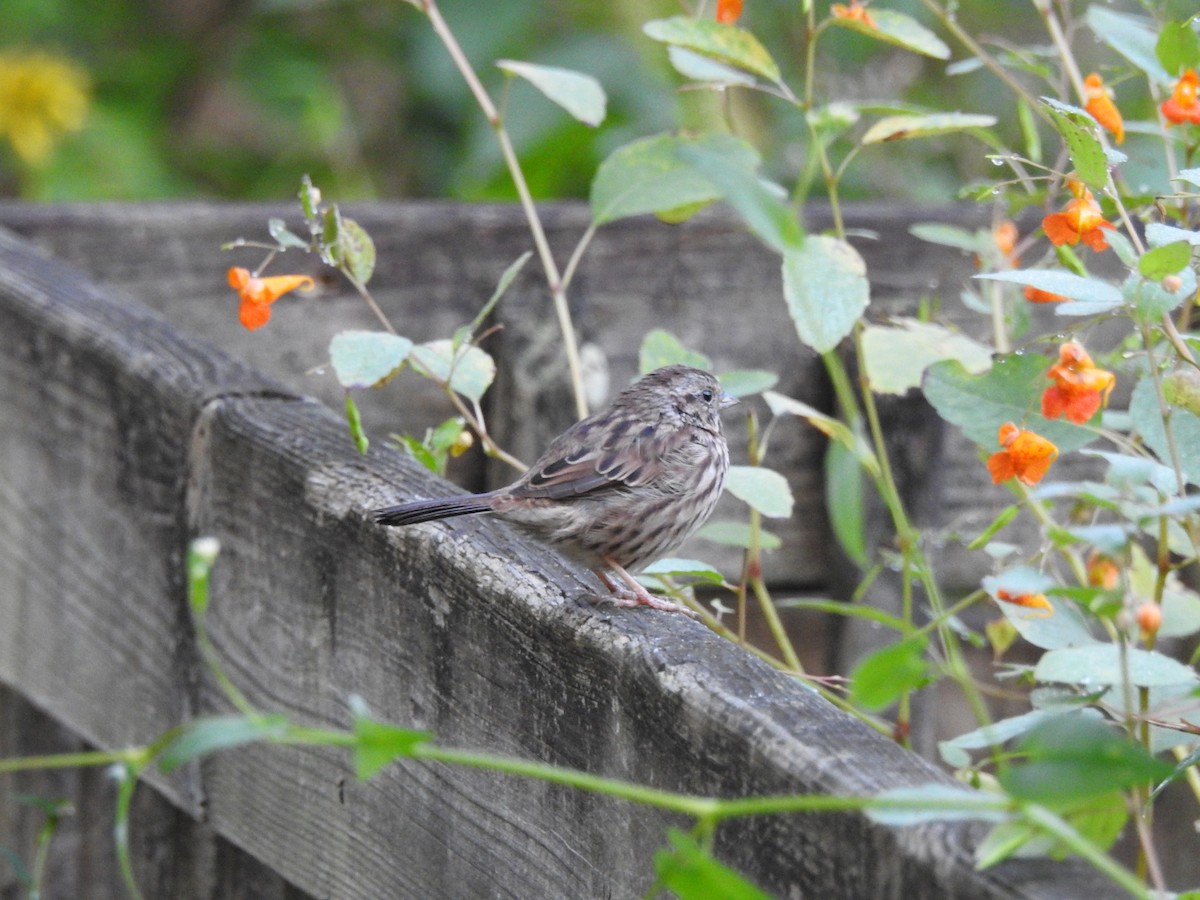 Song Sparrow - ML642071362
