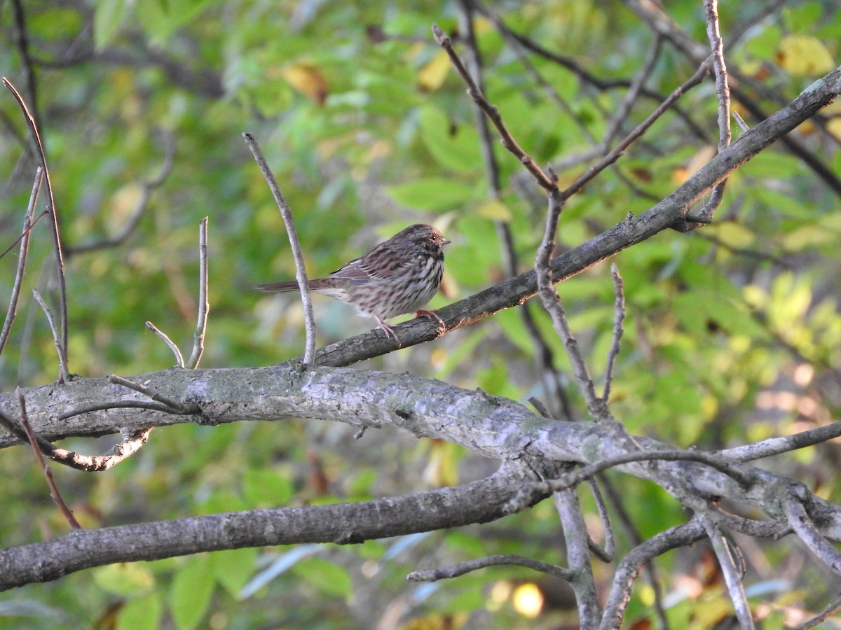 Song Sparrow - ML642071363