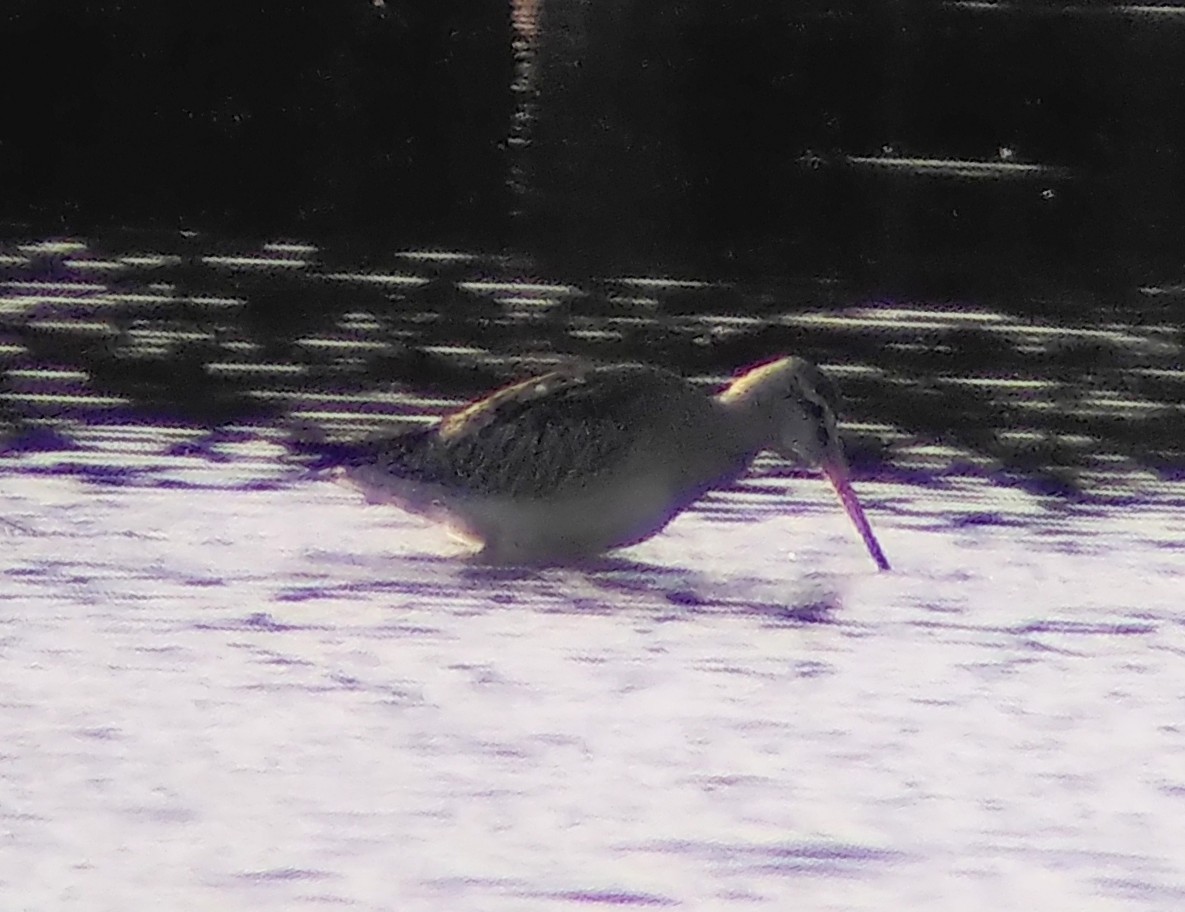 オオソリハシシギ - ML642071364