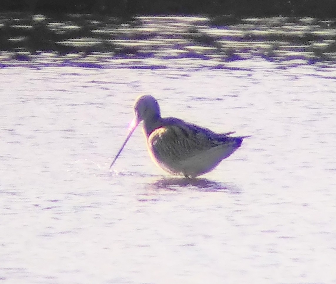 オオソリハシシギ - ML642071365