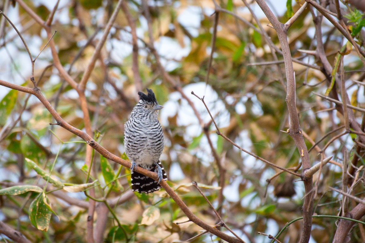 Barred Antshrike - ML642071382