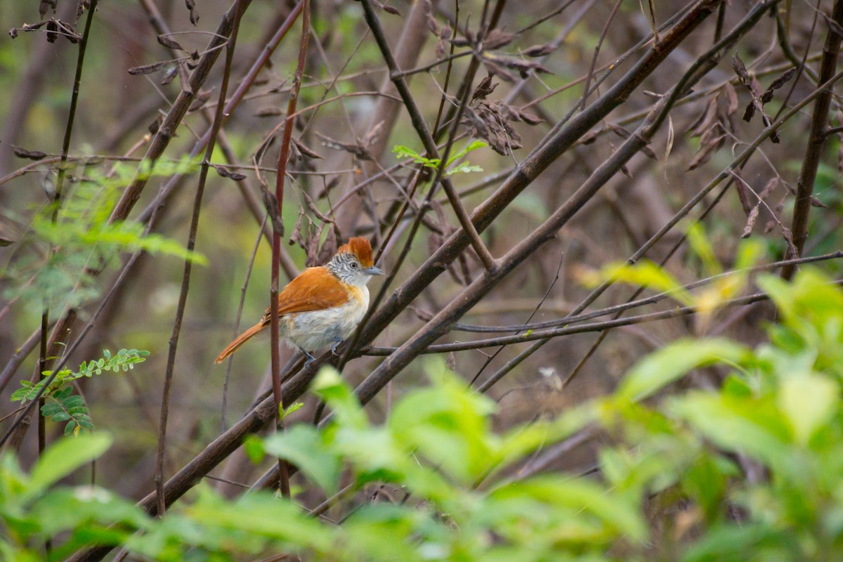 Barred Antshrike - ML642071383