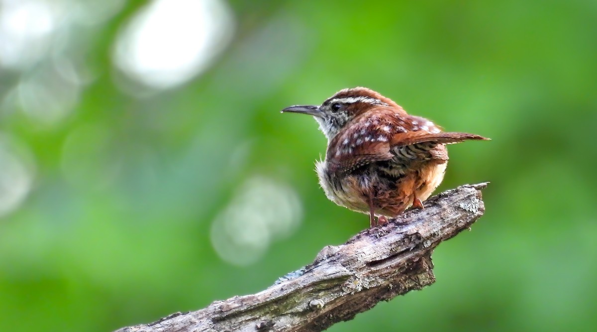 Carolina Wren - ML642071384
