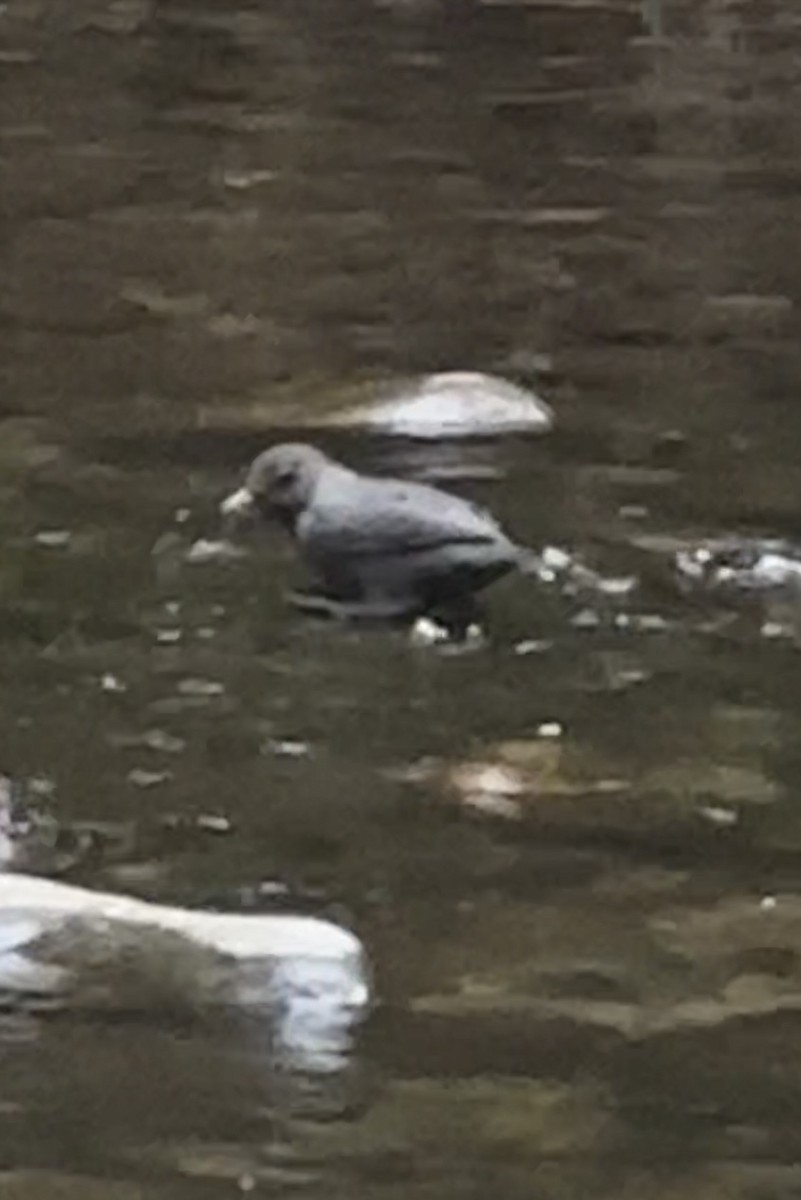 American Dipper - ML642071394