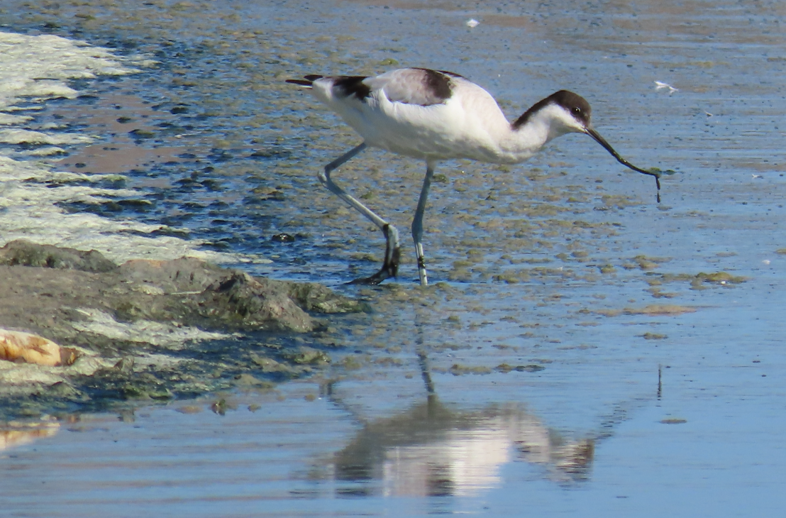 Avocette élégante - ML642071399