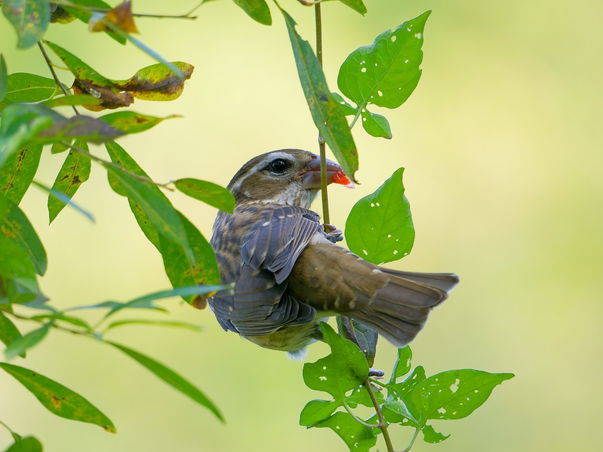 Rose-breasted Grosbeak - ML642071400