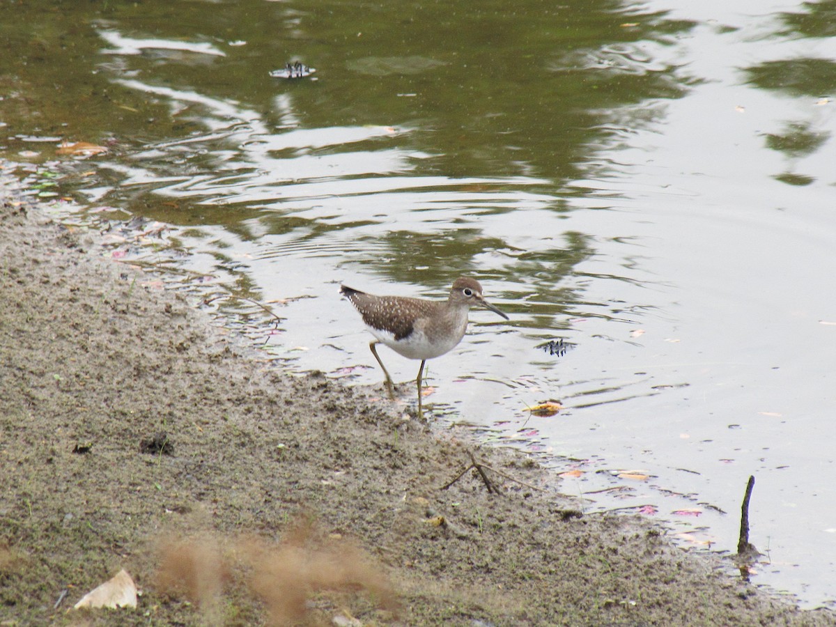 Solitary Sandpiper - ML642071406