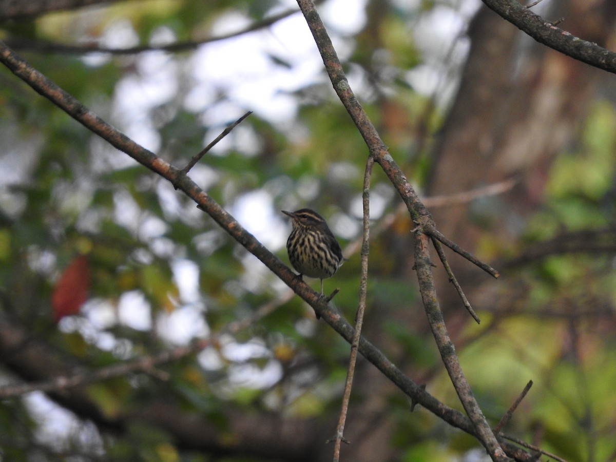 Northern Waterthrush - ML642071407