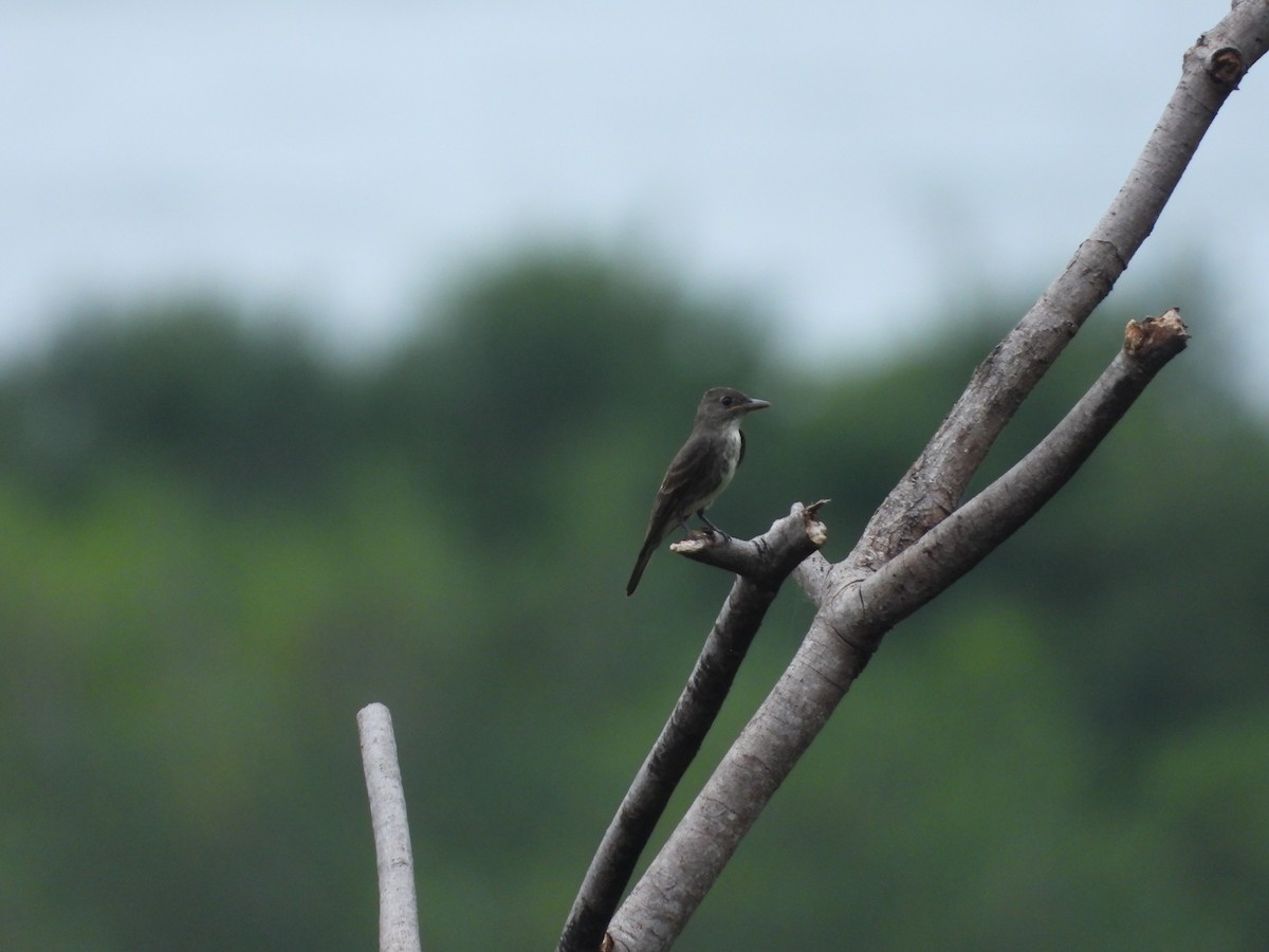 Olive-sided Flycatcher - ML642071427