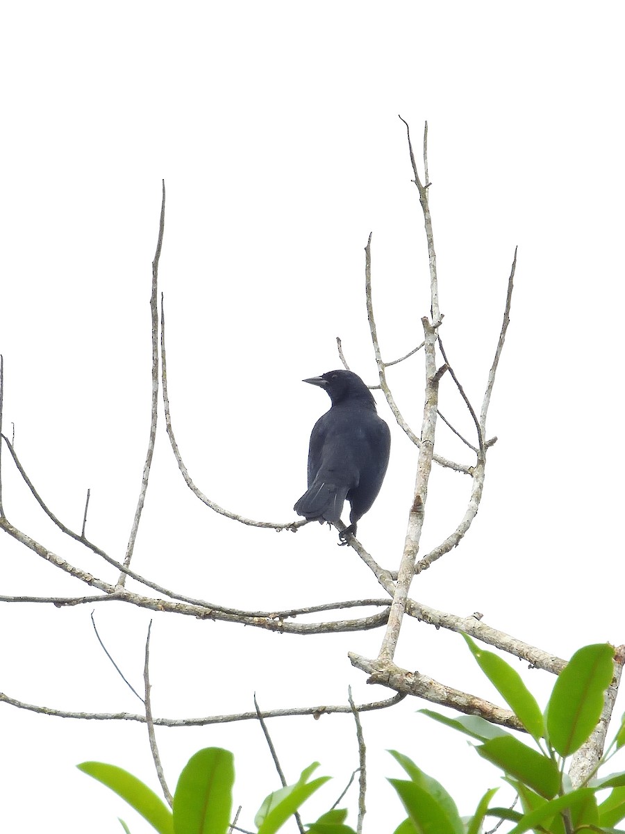 Scrub Blackbird - ML642071437
