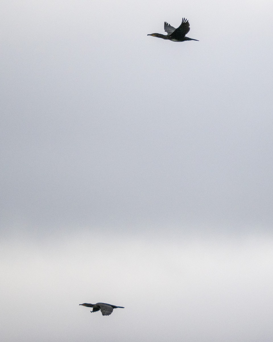 Great Cormorant - ML642071441