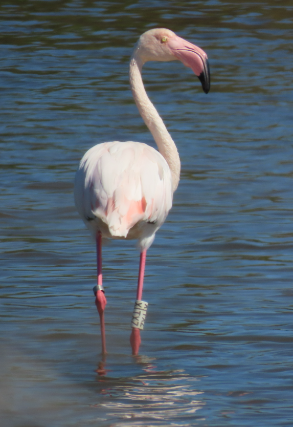 Flamant rose - ML642071446