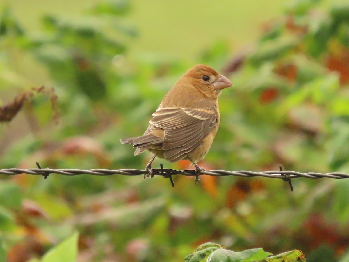 Blue Grosbeak - ML642071447