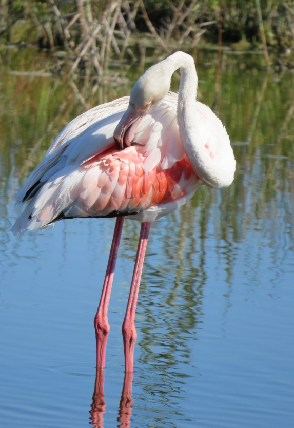 Flamant rose - ML642071453