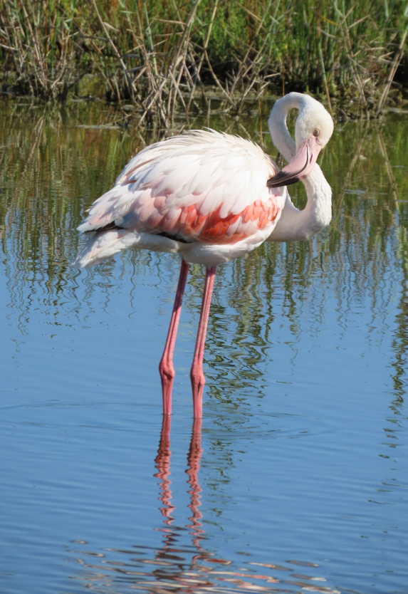 Flamant rose - ML642071456