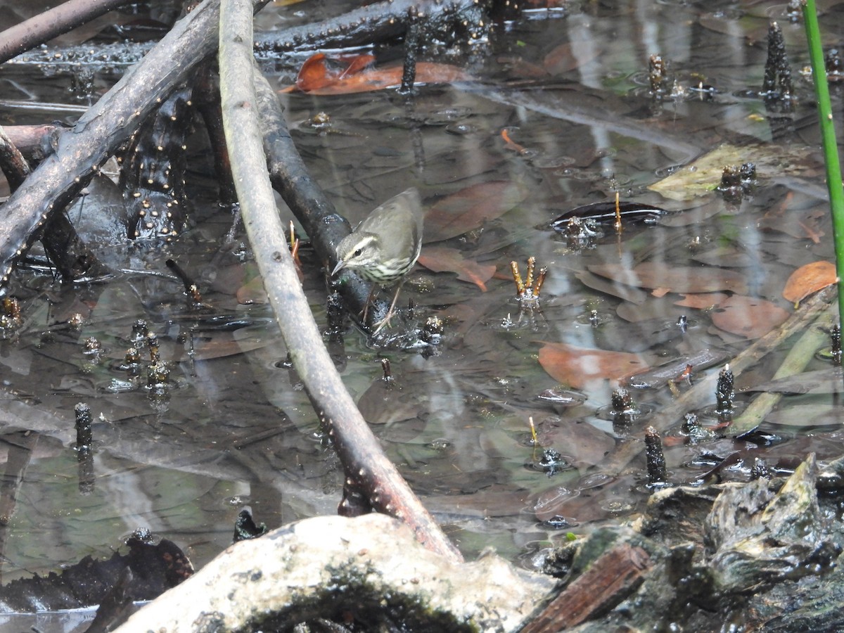 Northern Waterthrush - ML642071460