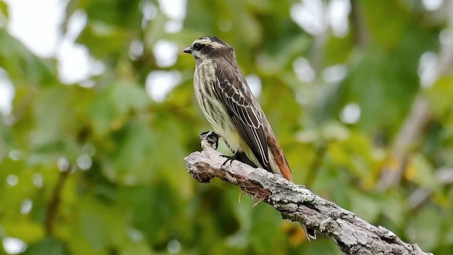 Variegated Flycatcher - ML642071463