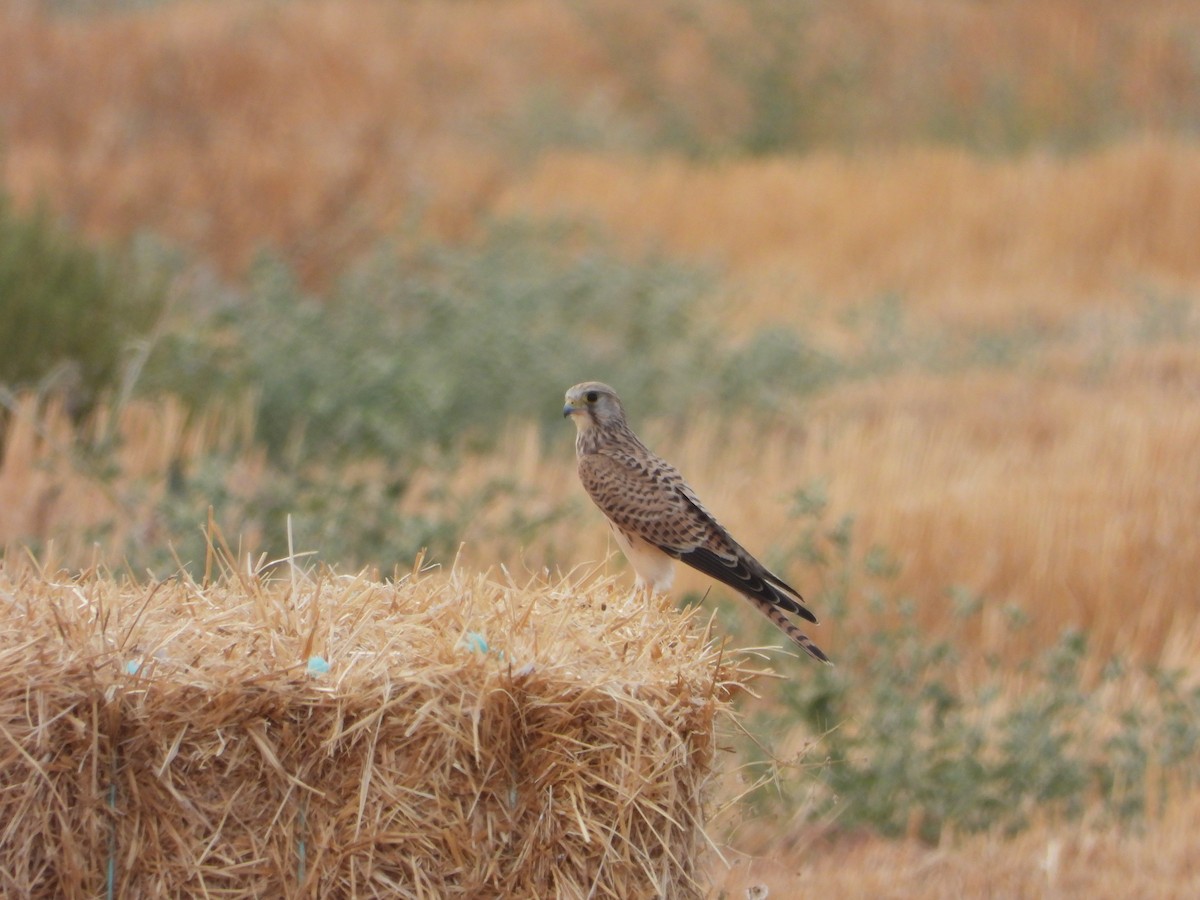 Eurasian Kestrel - ML642071467