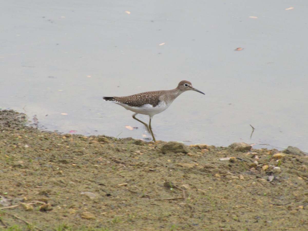 Solitary Sandpiper - ML642071471