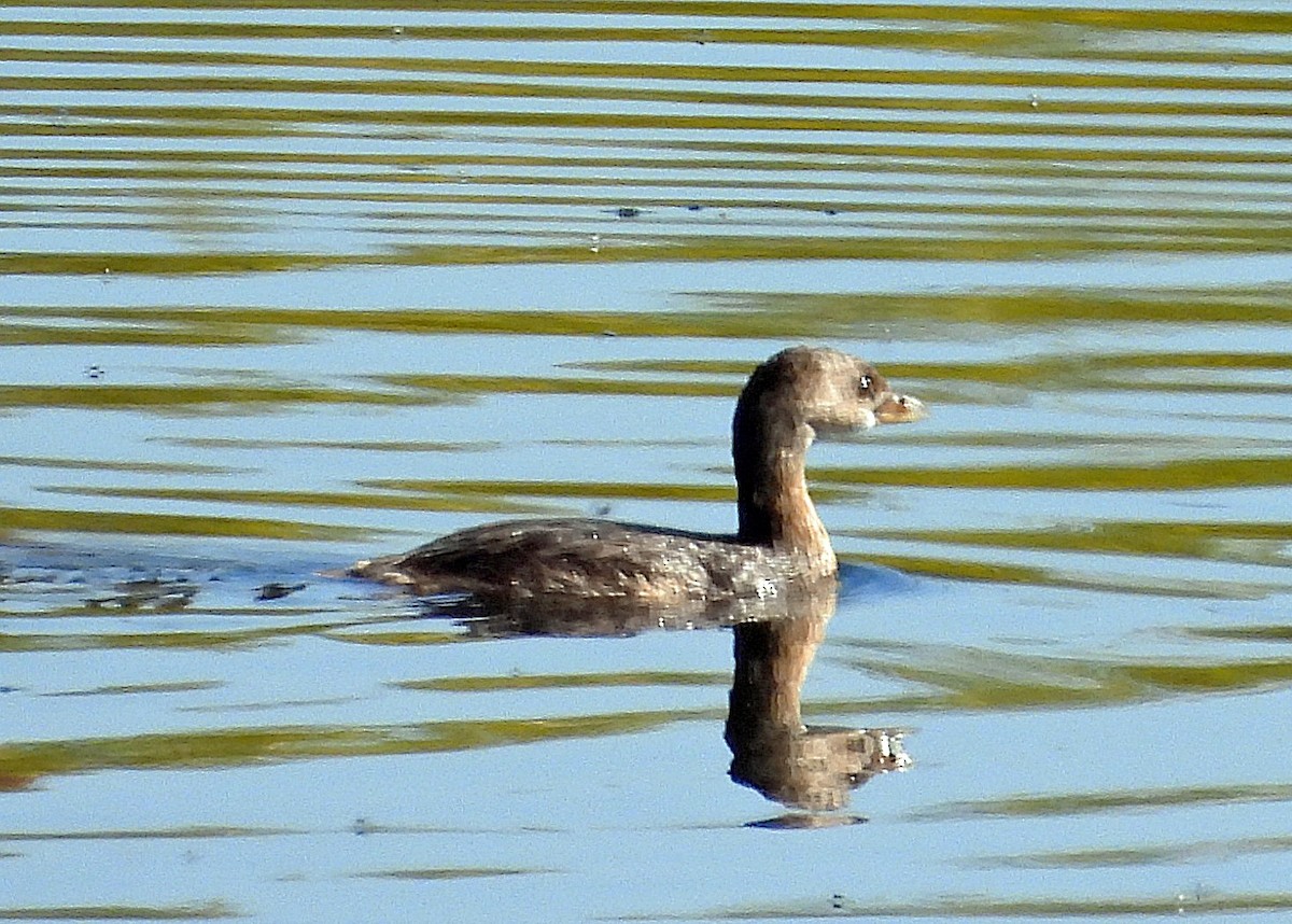 Pied-billed Grebe - ML642071477