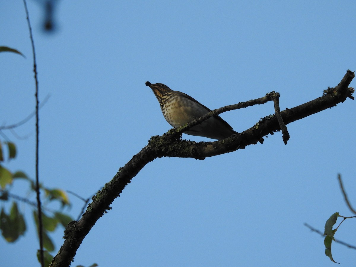 Northern Waterthrush - ML642071480