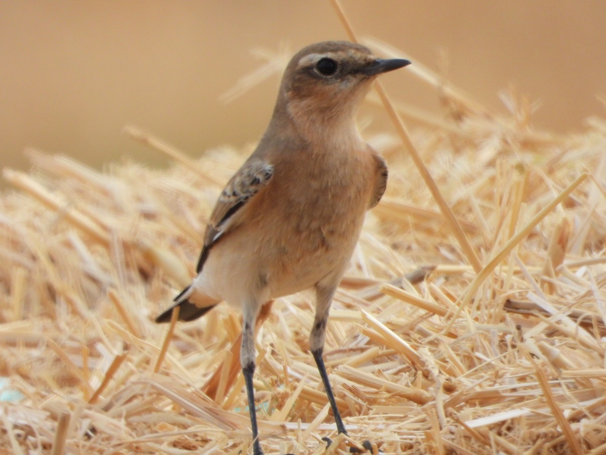 Traquet motteux - ML642071482