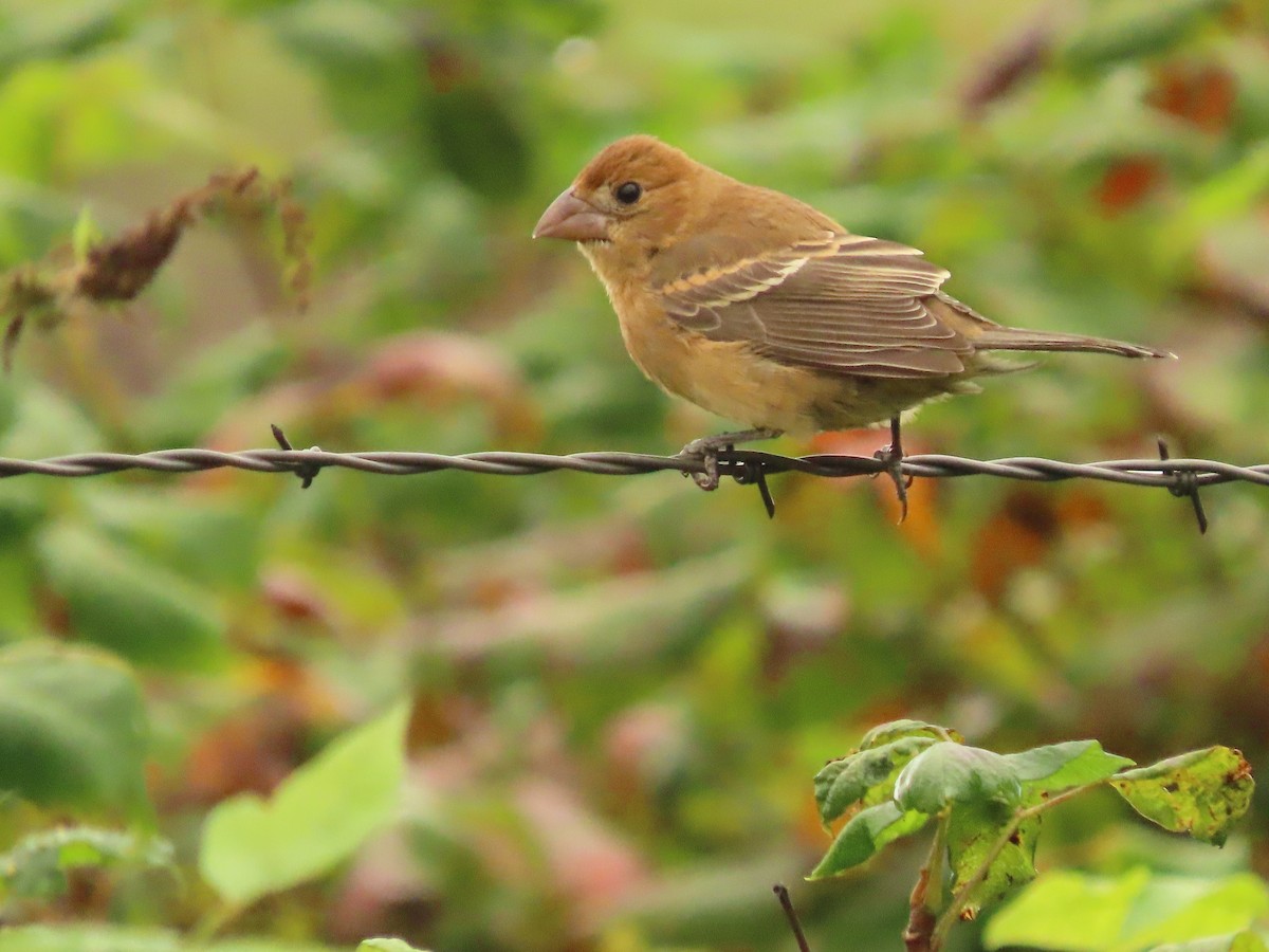 Blue Grosbeak - ML642071484