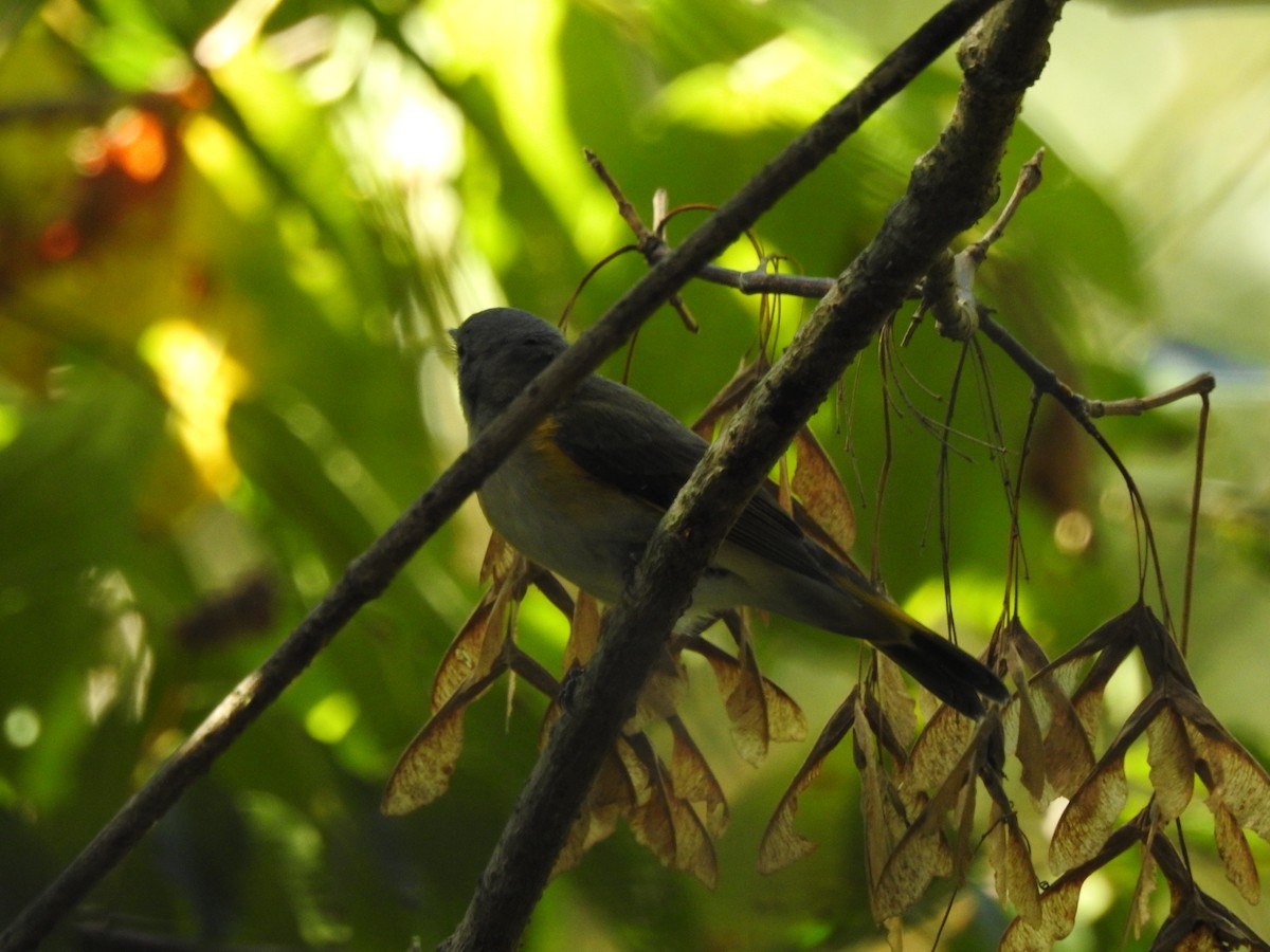 American Redstart - ML642071494