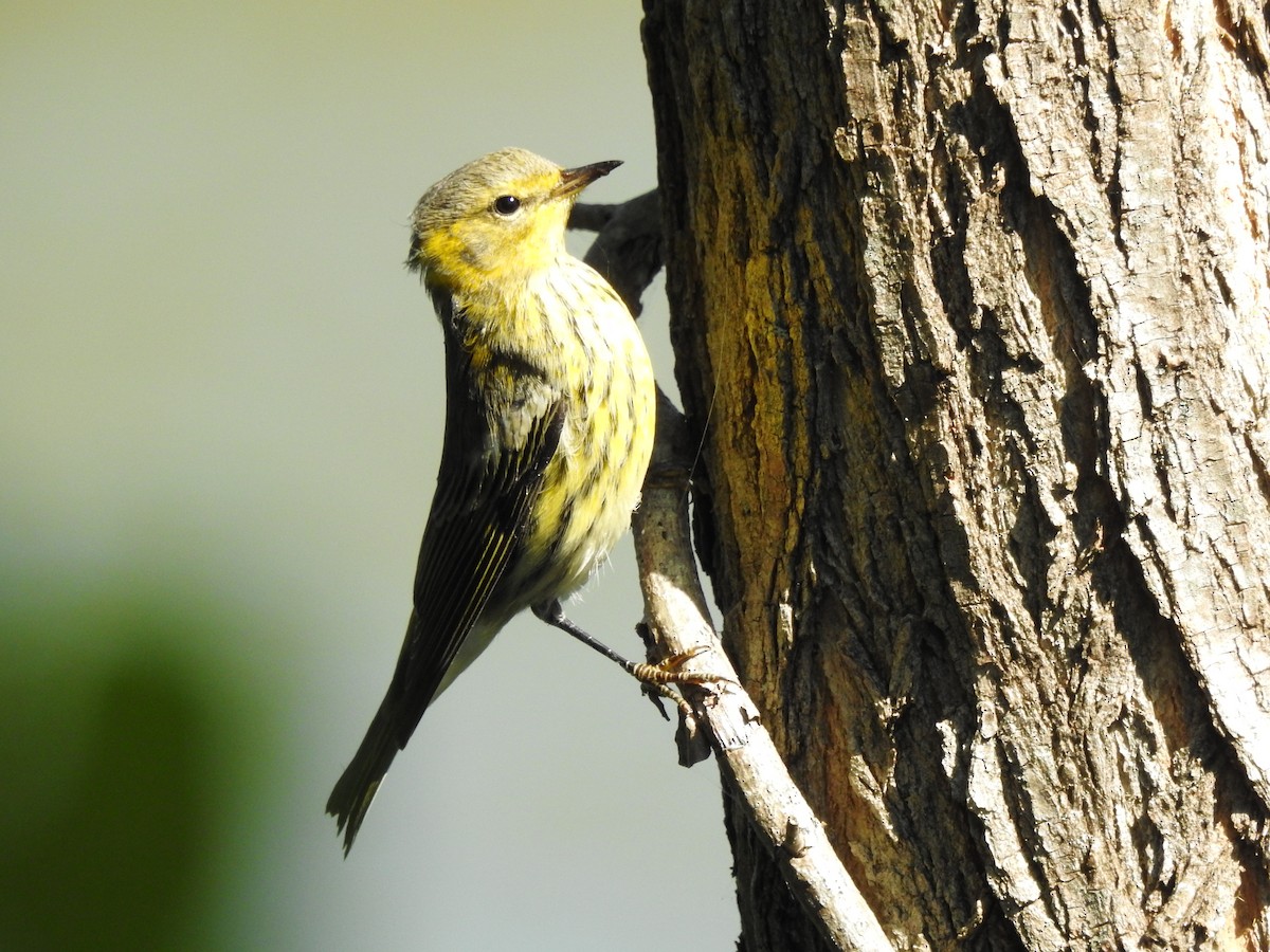 Cape May Warbler - ML642071507