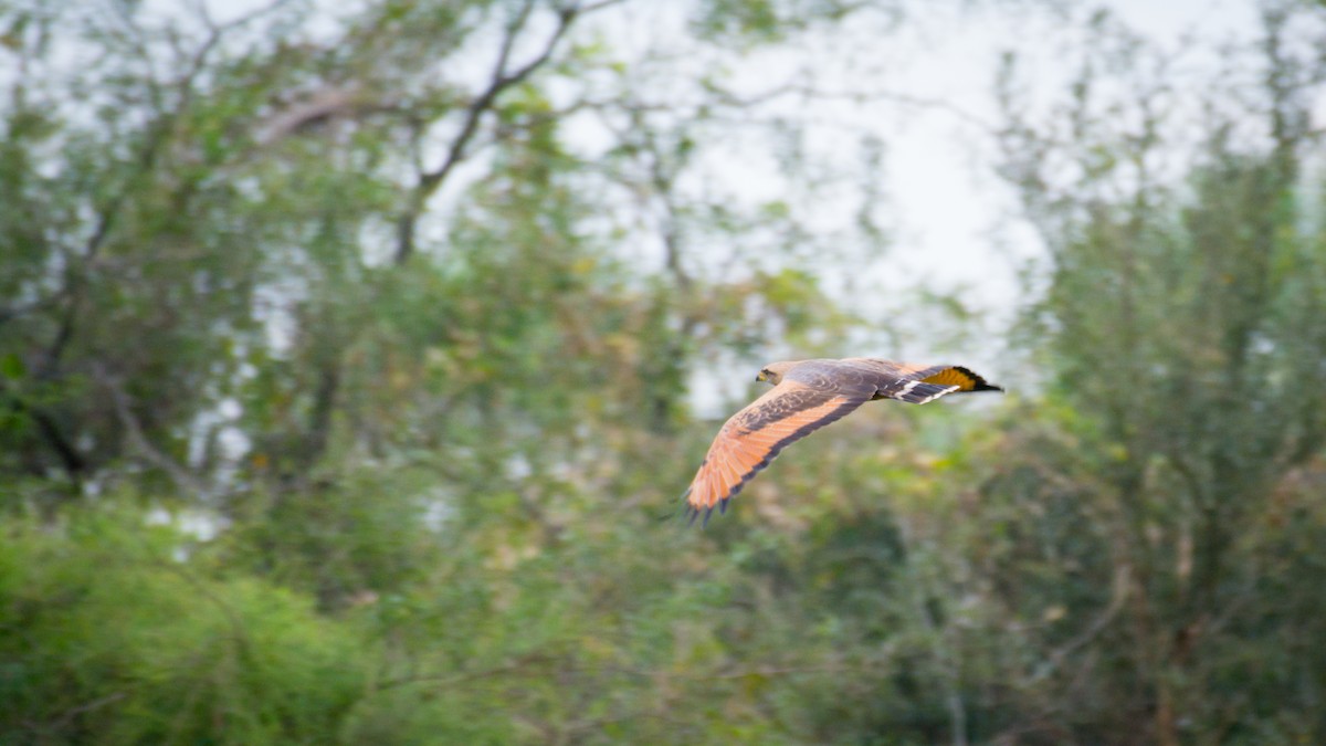 Savanna Hawk - ML642071508
