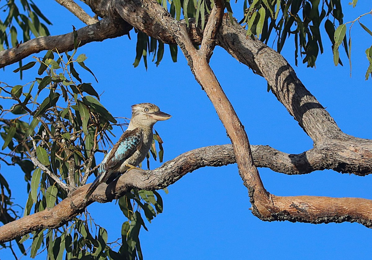 Blue-winged Kookaburra - ML642071511