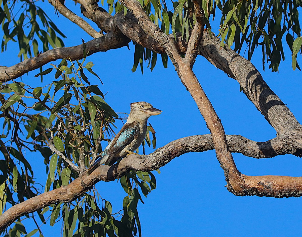 Blue-winged Kookaburra - ML642071512