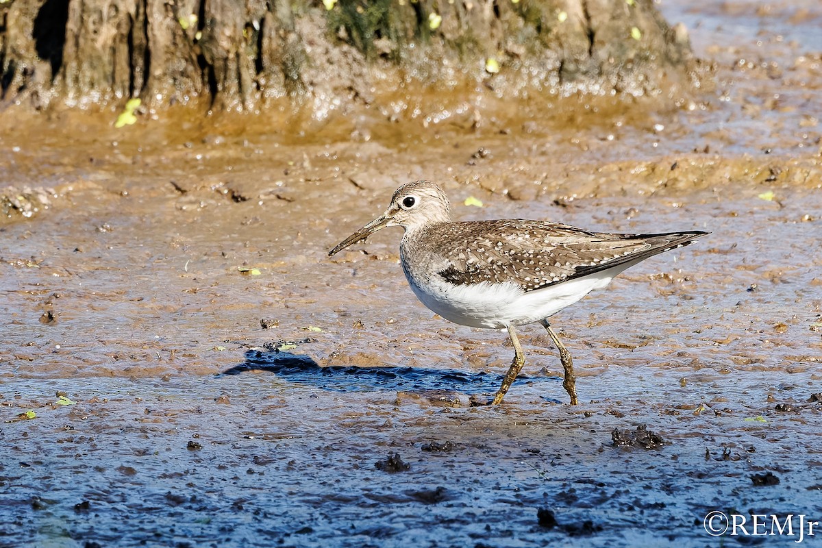 Solitary Sandpiper - ML642071513