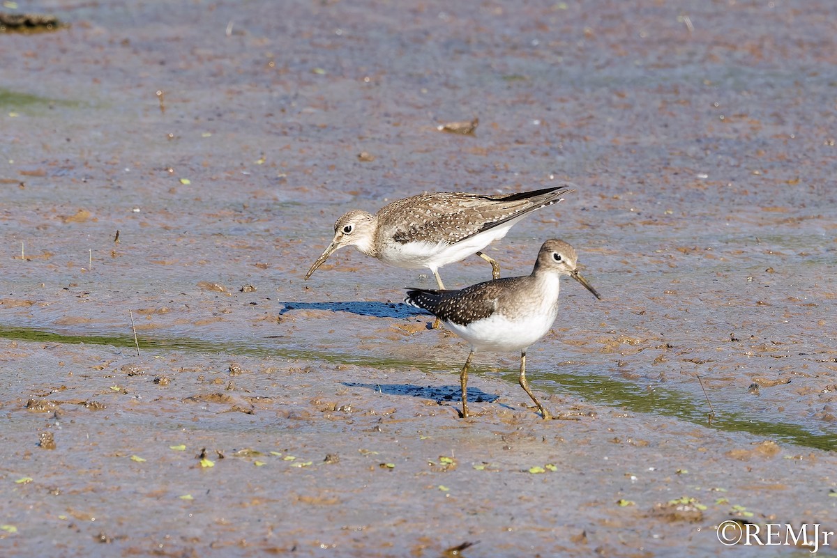Solitary Sandpiper - ML642071515