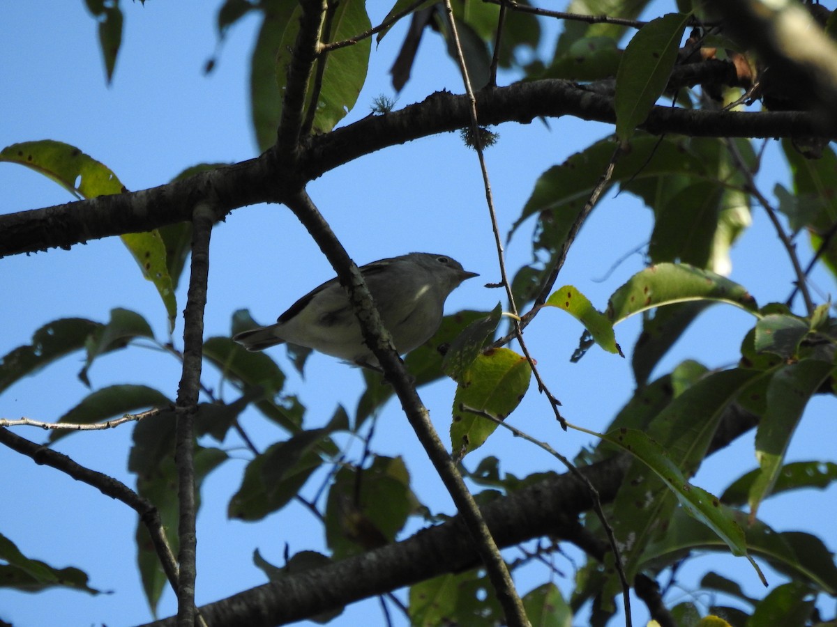 Chestnut-sided Warbler - ML642071517