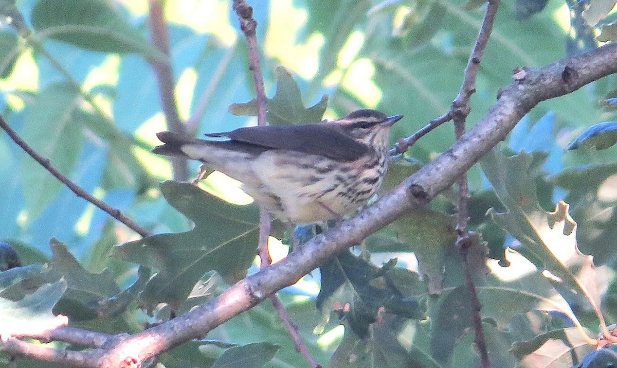 Northern Waterthrush - ML642071518