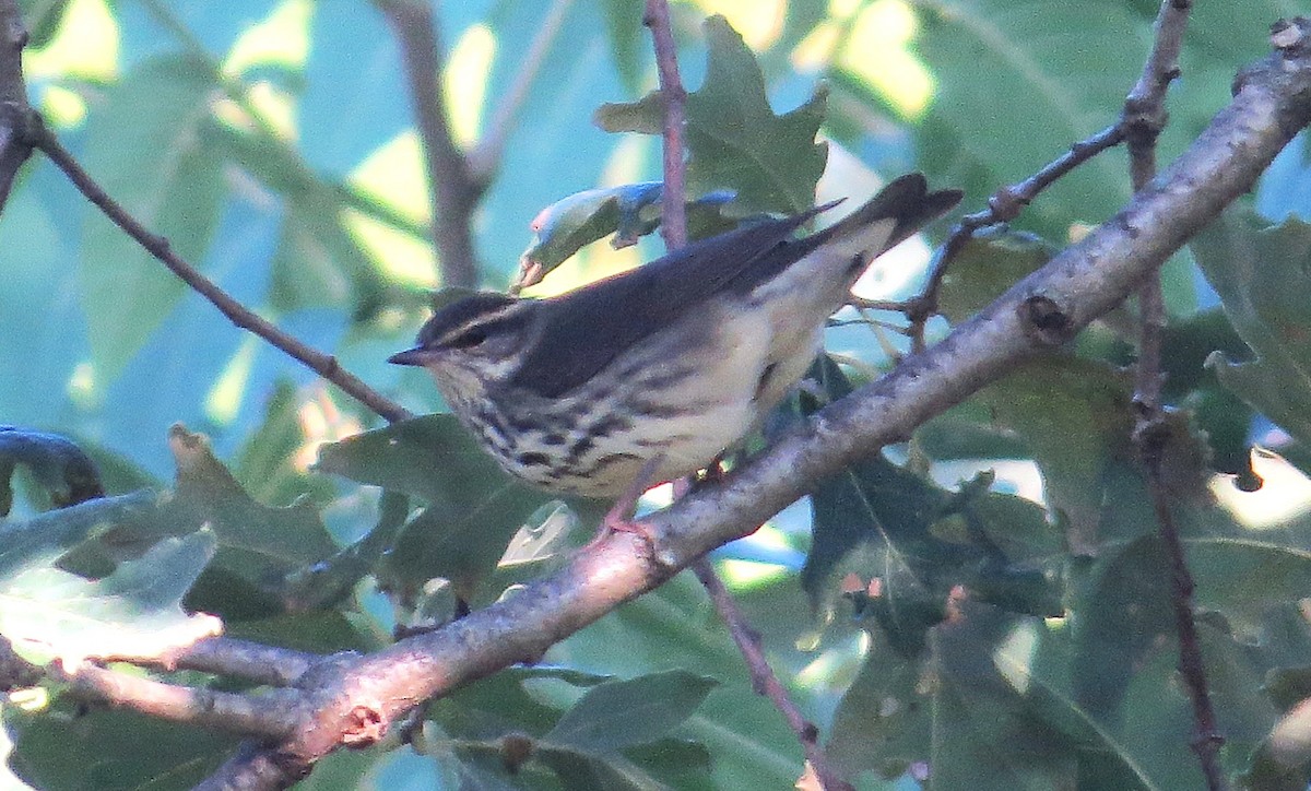 Northern Waterthrush - ML642071519