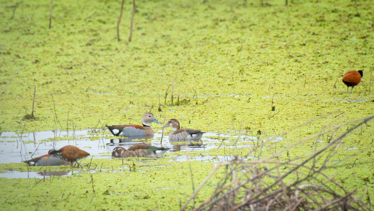 Ringed Teal - ML642071527