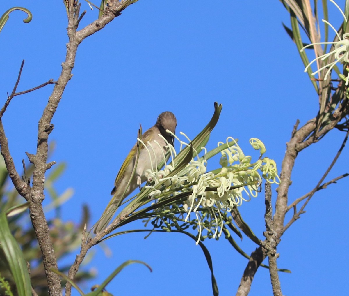 Brown Honeyeater - ML642071551