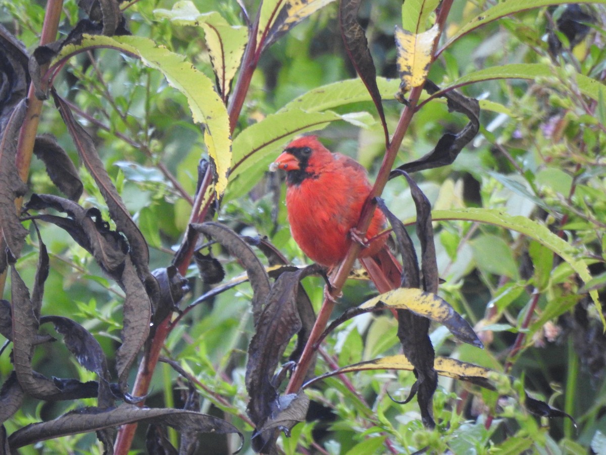 Northern Cardinal - ML642071554