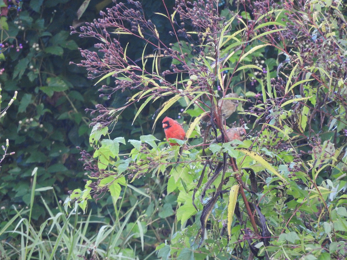 Northern Cardinal - ML642071556