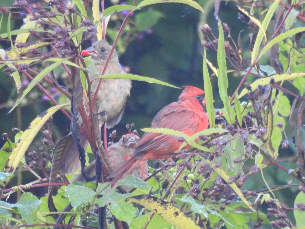 Northern Cardinal - ML642071557