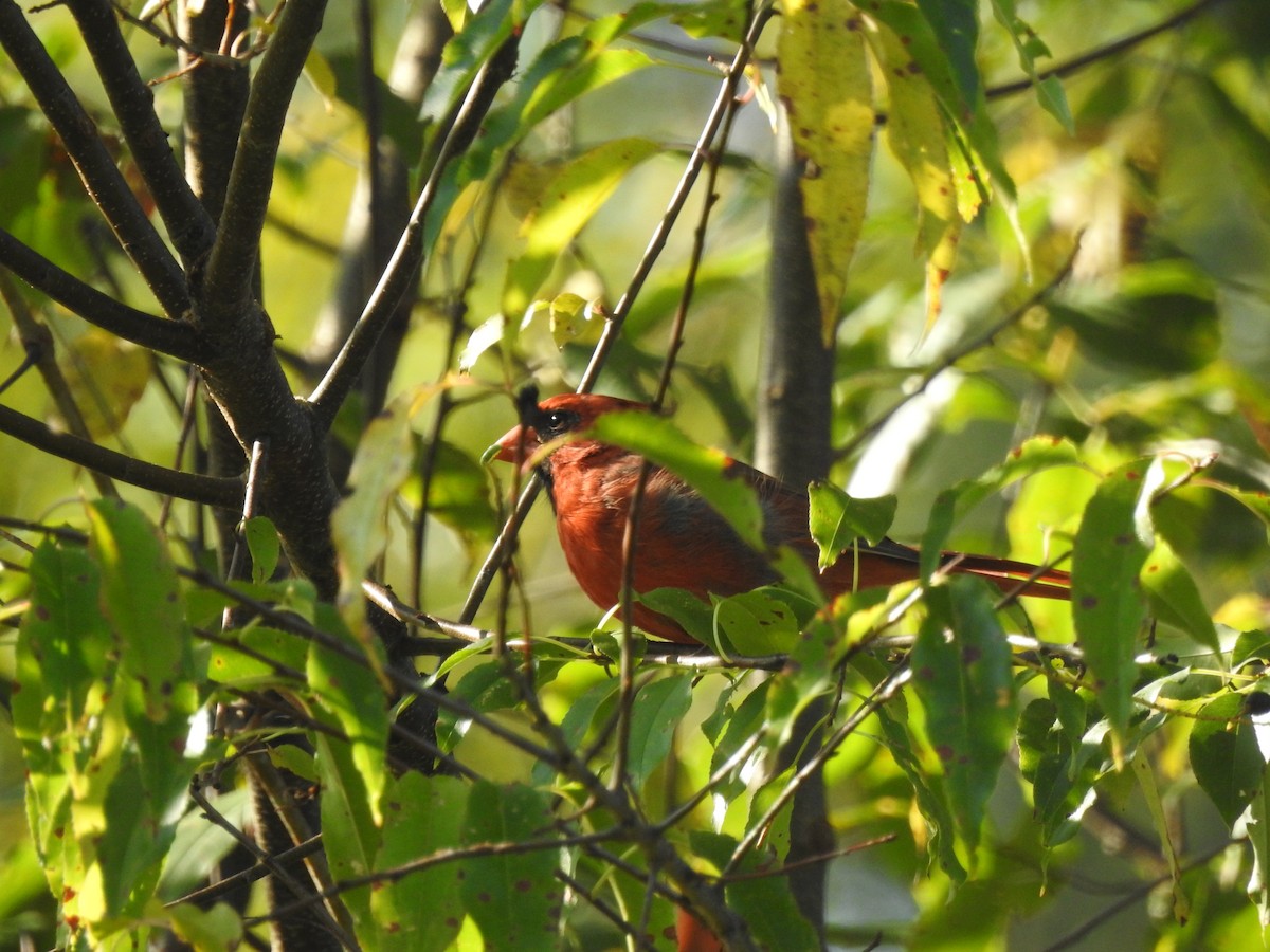 Northern Cardinal - ML642071558