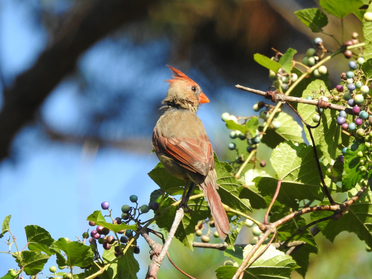 Northern Cardinal - ML642071559