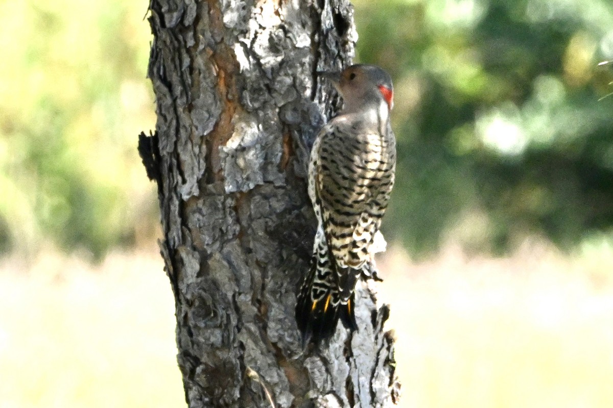 Northern Flicker - ML642071563
