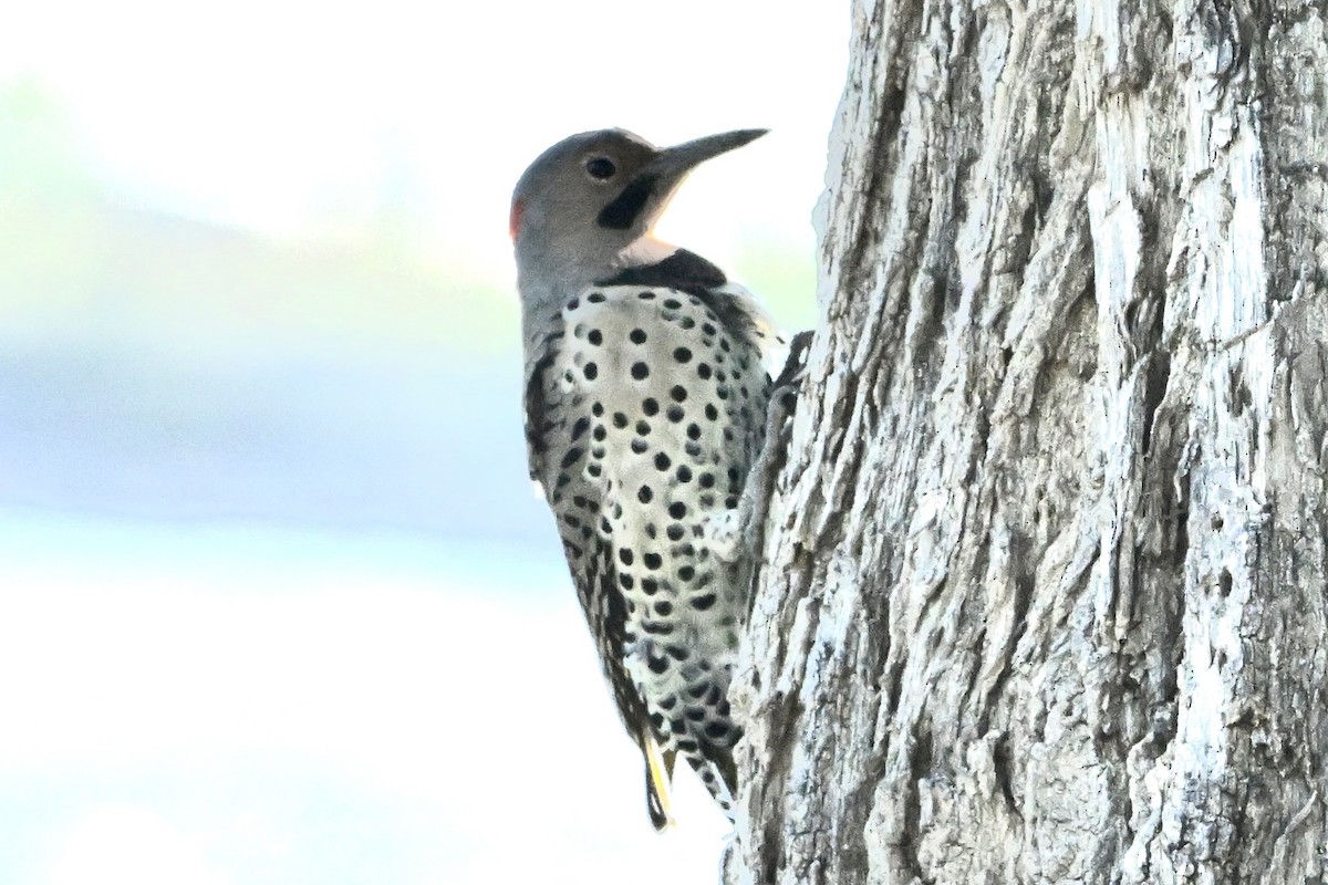 Northern Flicker - ML642071565