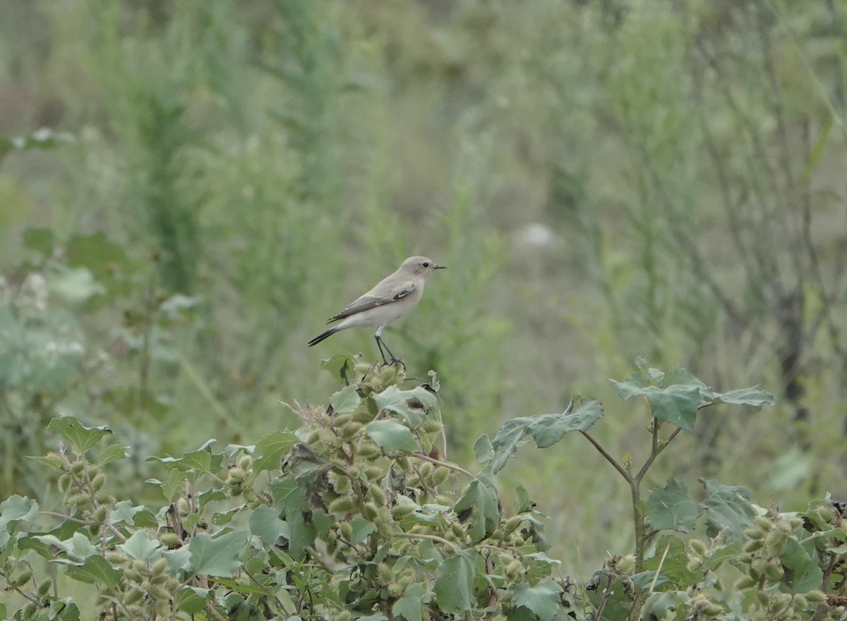 Isabelline Wheatear - ML642071567